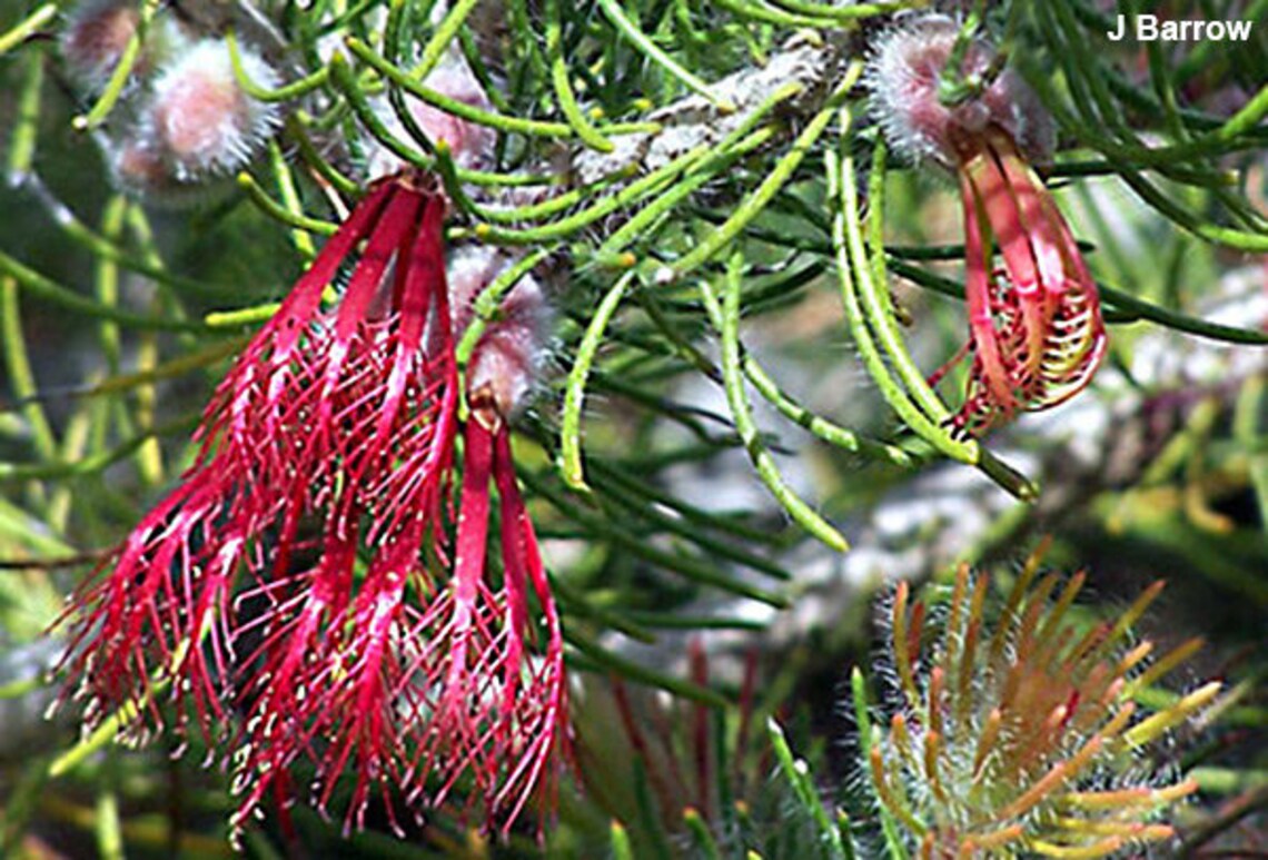 Calothamnus Hirsutus Hairy Claw Flower 20 Seeds - Etsy