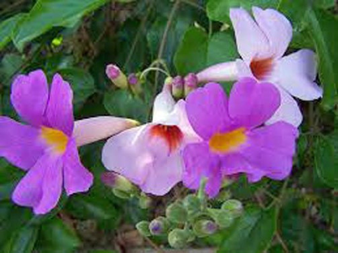 Bignonia Riversii Distictis Rivers Gallon Plant - Etsy