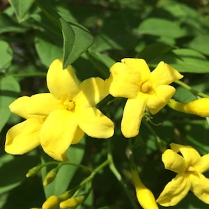 Jasminum floridum Showy Jasmine Plant image 1