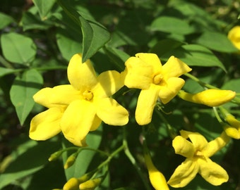 Jasminum floridum Showy Jasmine Plant