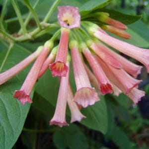 May include: Close-up of a cluster of pink trumpet-shaped flowers with red edges and yellow centers. The flowers are attached to green stems and surrounded by large green leaves. The background is blurred.