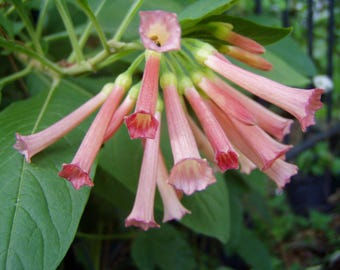 Cloud Forest Burning Bush Iochroma fuchsioides Sunset rare color 10 seeds