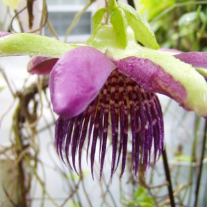 Passiflora alata Giant Tumbo winged-stem passion flower 10 seeds