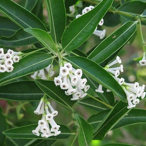 Cestrum diurnum White Chocolate Jasmine 10 seeds