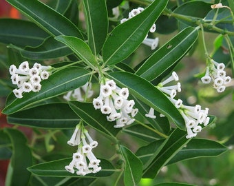 Cestrum diurnum White Chocolate Jasmine 10 seeds