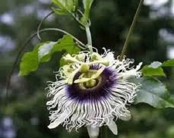 Passiflora edulis Black Knight 10 seeds