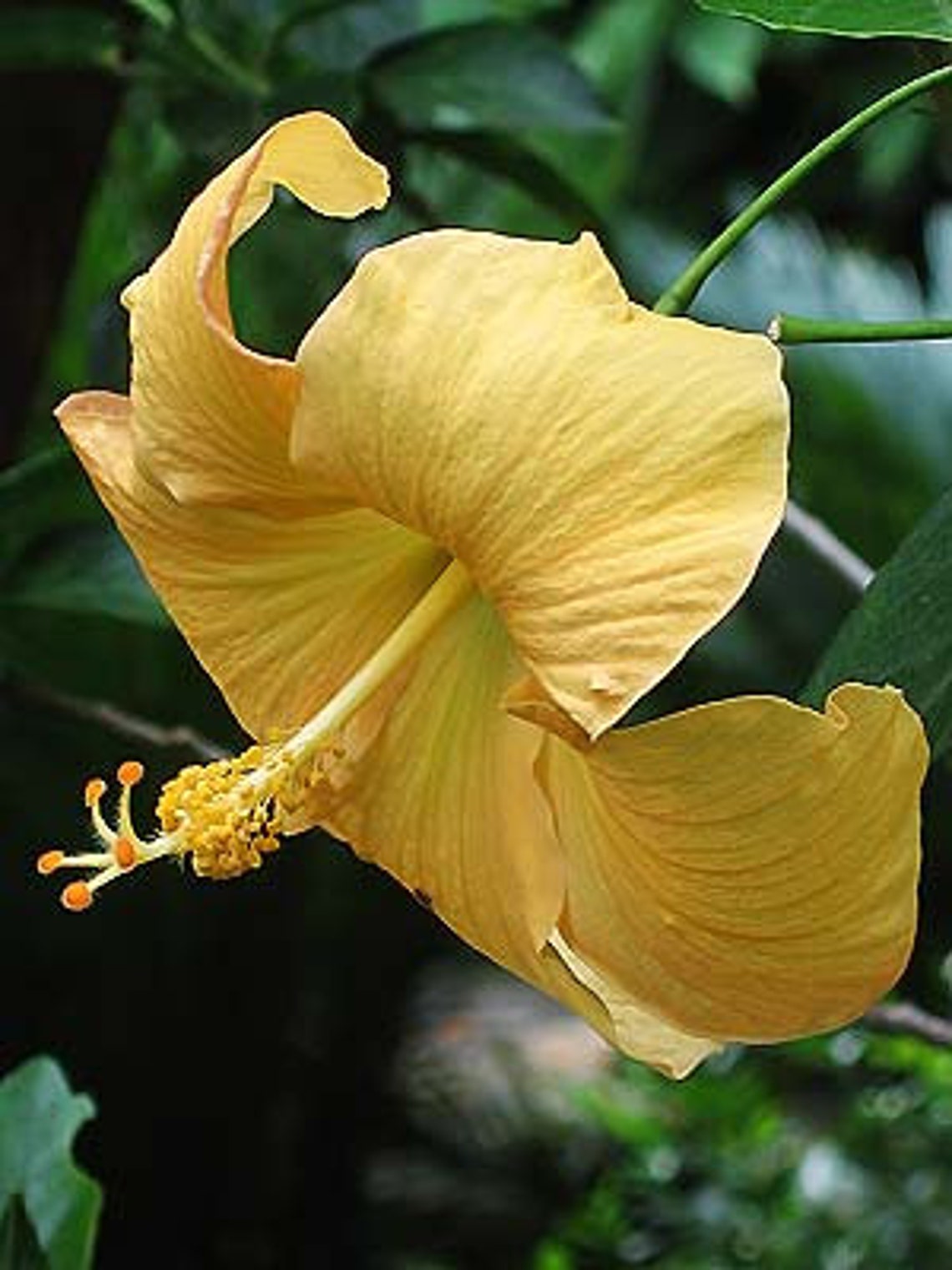 Hibiscus Ft Myers yellow 3 pot plants Etsy