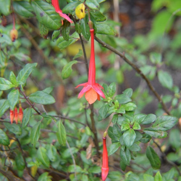 Fuchsia vulcanica RARE 10 seeds