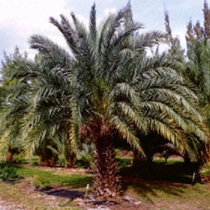 Phoenix dactylifera True Date Palm 10 seeds
