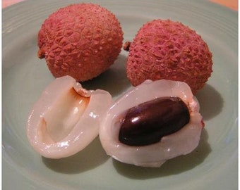 Lychee fruit Brewster variety 5 seeds