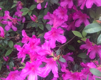 Rhododendron Azalea Formosa indica Purple pint Plant