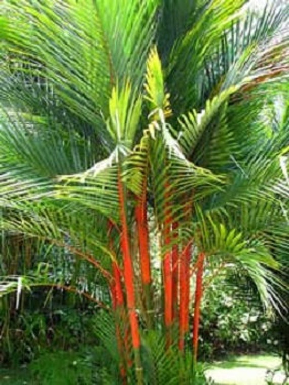 10 Red Sealing Wax Lipstick Palm Cyrtostachys Renda Tree Seeds USA Seller 