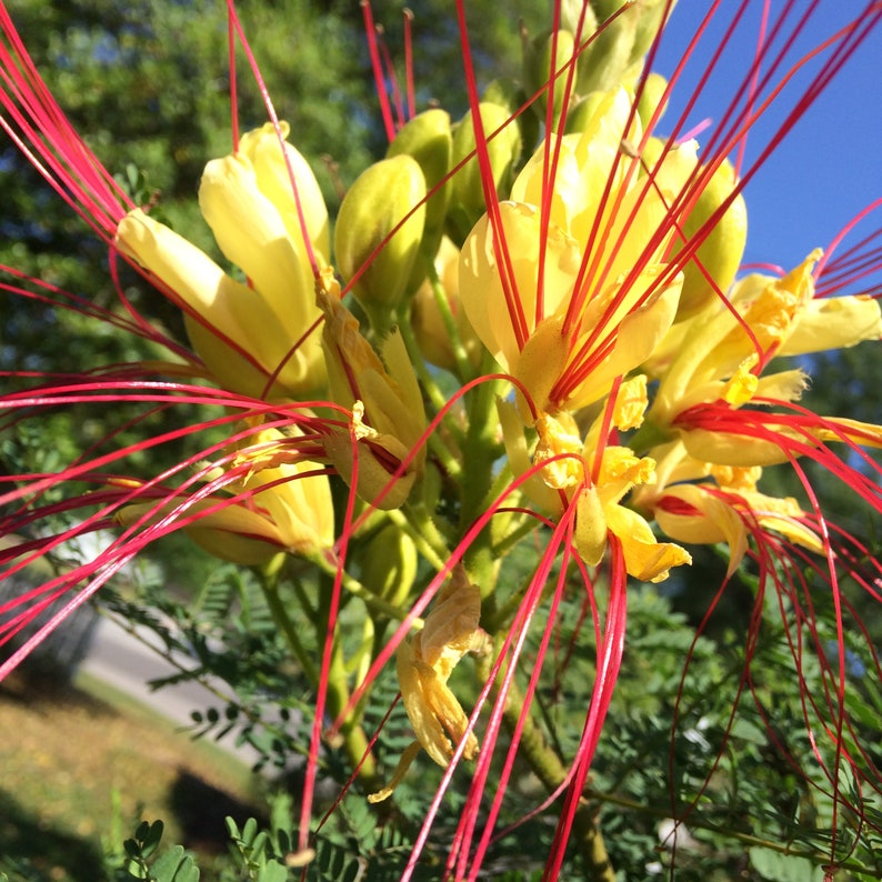 Caesalpinia gilliesii Bird of Paradise