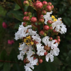 Lagerstroemia Crape Myrtle | White Chocolate | 10 seeds