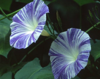 Morning Glory Ipomoea Flying Saucers 15 seeds