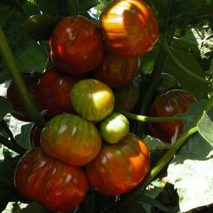African eggplant Solanum aethiopicum 10 seeds image 2
