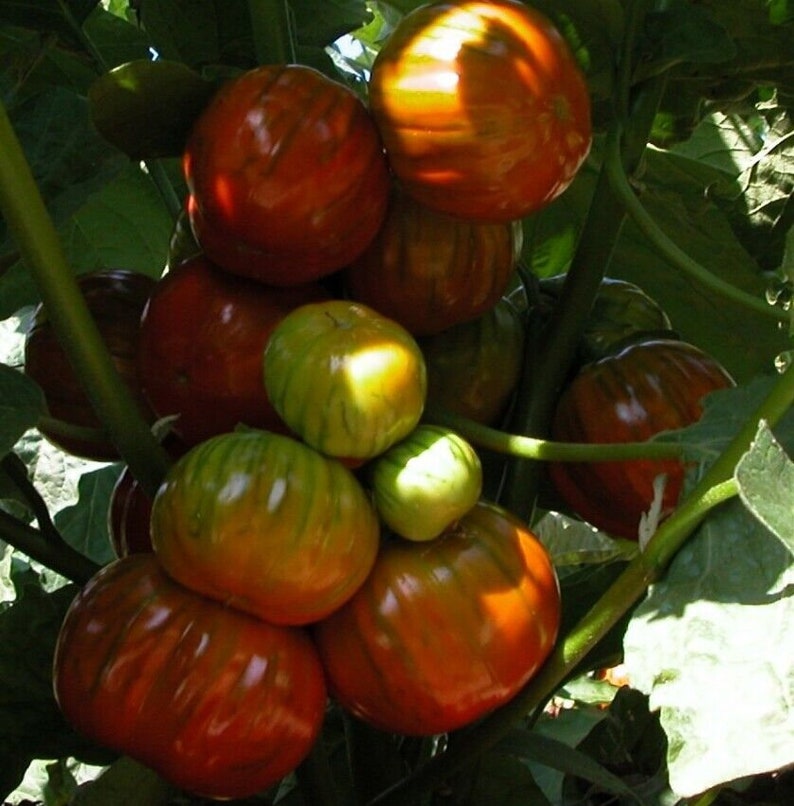 African eggplant Solanum aethiopicum 10 seeds image 2