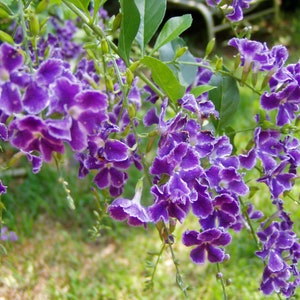 Duranta erecta Sapphire Showers Quart Plant