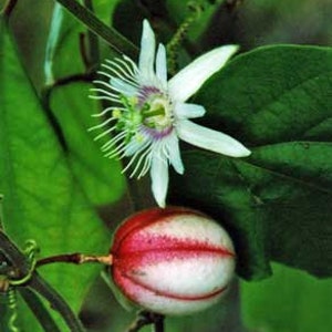 Linnaeus Passiflora rubra 10 Seeds