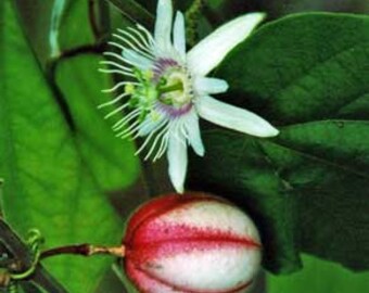 Linnaeus Passiflora rubra 10 Seeds