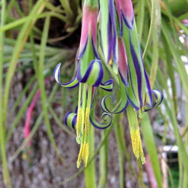 Billbergia nutans | Hardy Queens Tears Plant