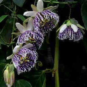 Sea Anemone Passion Flower Passiflora actinia 10 seeds image 1