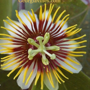 Passiflora holosericea quart Plant