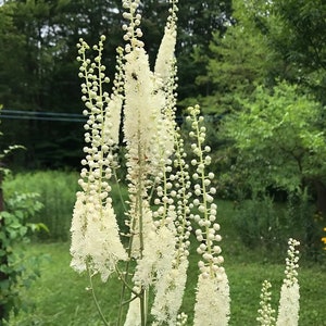 Cimicifuga racemosa Atropurpurea Actaea simplex 10 seeds image 5