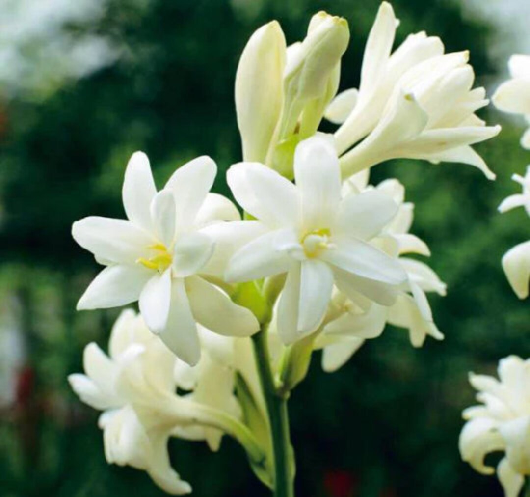 Tuberose Polianthes Double White the Pearl Plant Etsy