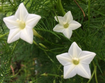 Ipomoea quamoclit Cypress Vine white 10 seeds