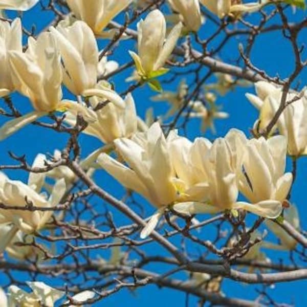 Magnolia acuminata Cucumber Magnolia 10 seeds