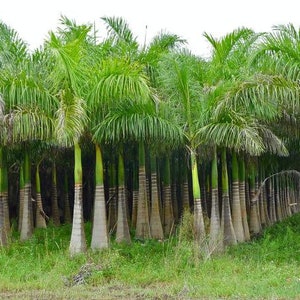 Florida Royal Palm Roystonea regia 10 seeds