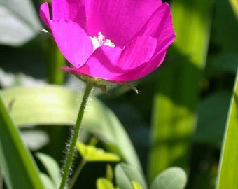 Callirhoe involucrata | Purple poppy mallow 10 seeds