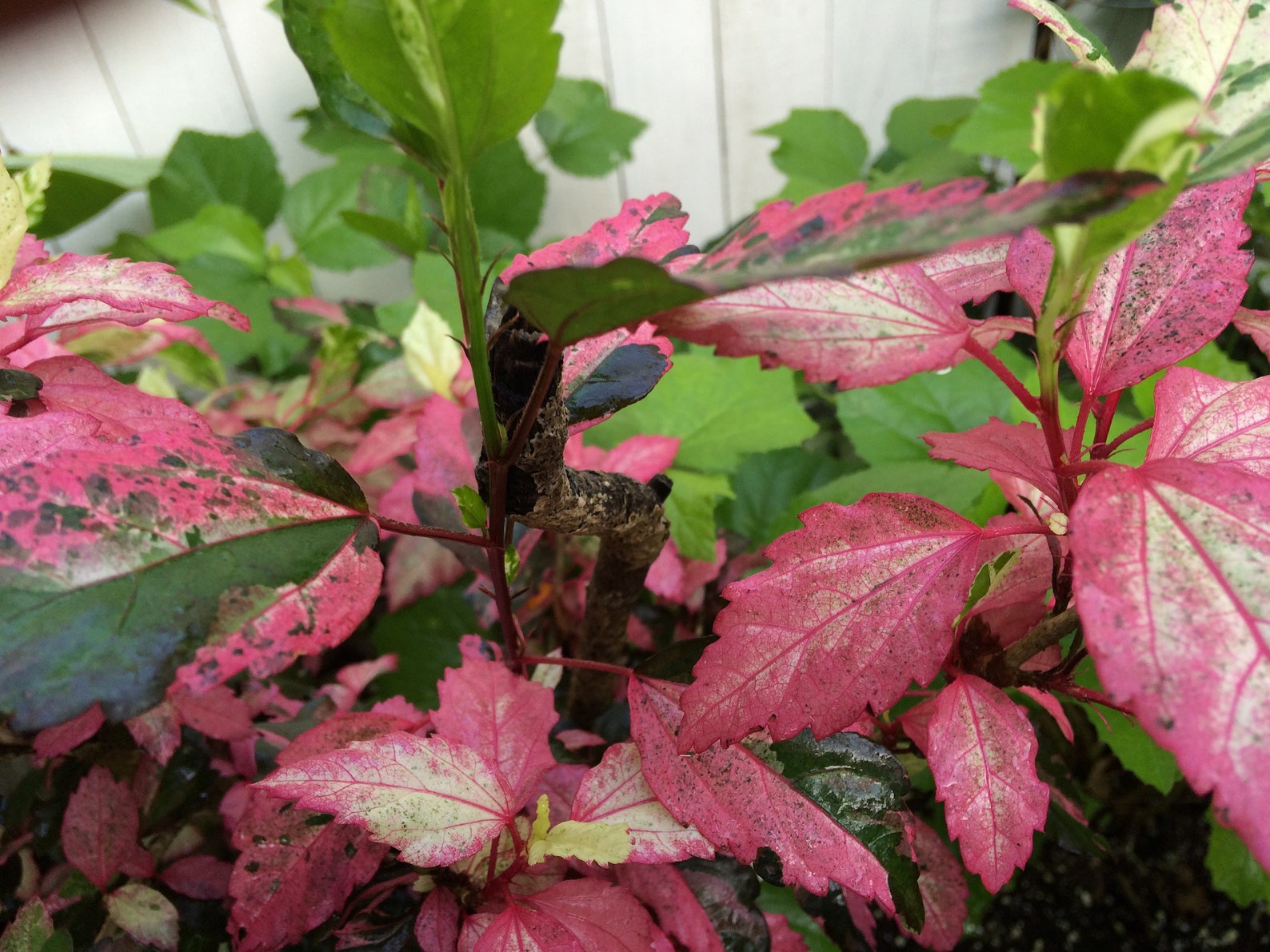 Hibiscus cooperii quart plant Etsy