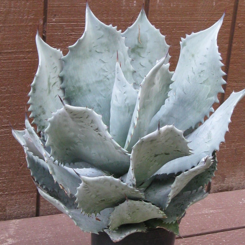 Agave Colorata Mescal Ceniza 5 Seeds - Etsy