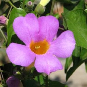 Bignonia Riversii Distictis Rivers Gallon Plant - Etsy