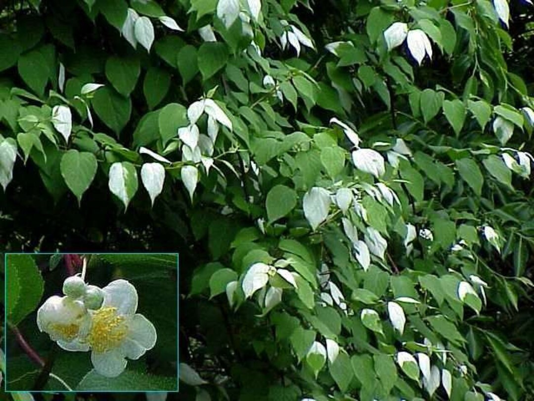 Actinidia Polygamaaraceaescindapsus Pictus Hassk Foto de stock y más