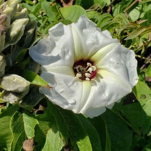 Ipomoea murucoides Mitla Tree Morning Glory 5 seeds image 3