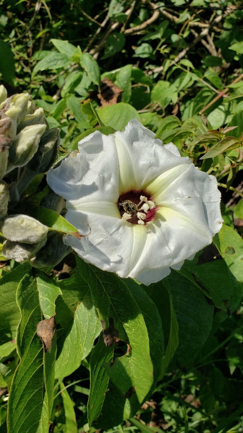 Ipomoea murucoides Mitla Tree Morning Glory 5 seeds image 3