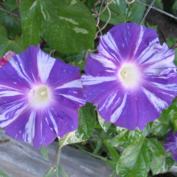 Morning Glory Ipomoea Seiryu Blue Dragon 8 seeds