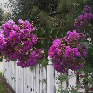 Crape Myrtle Catawba |Lagerstroemia indica | 15 seeds
