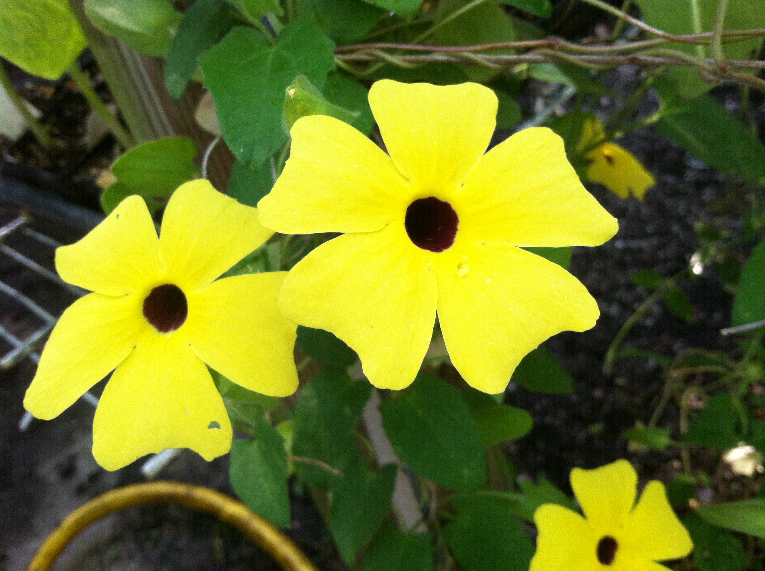 Thunbergia alata Lemon Star Sunlady pint Plant | Etsy