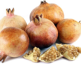 Babylonian White Pomegranate Rare Find  10 seeds