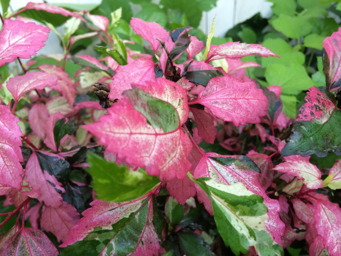 Hibiscus cooperii quart plant Etsy