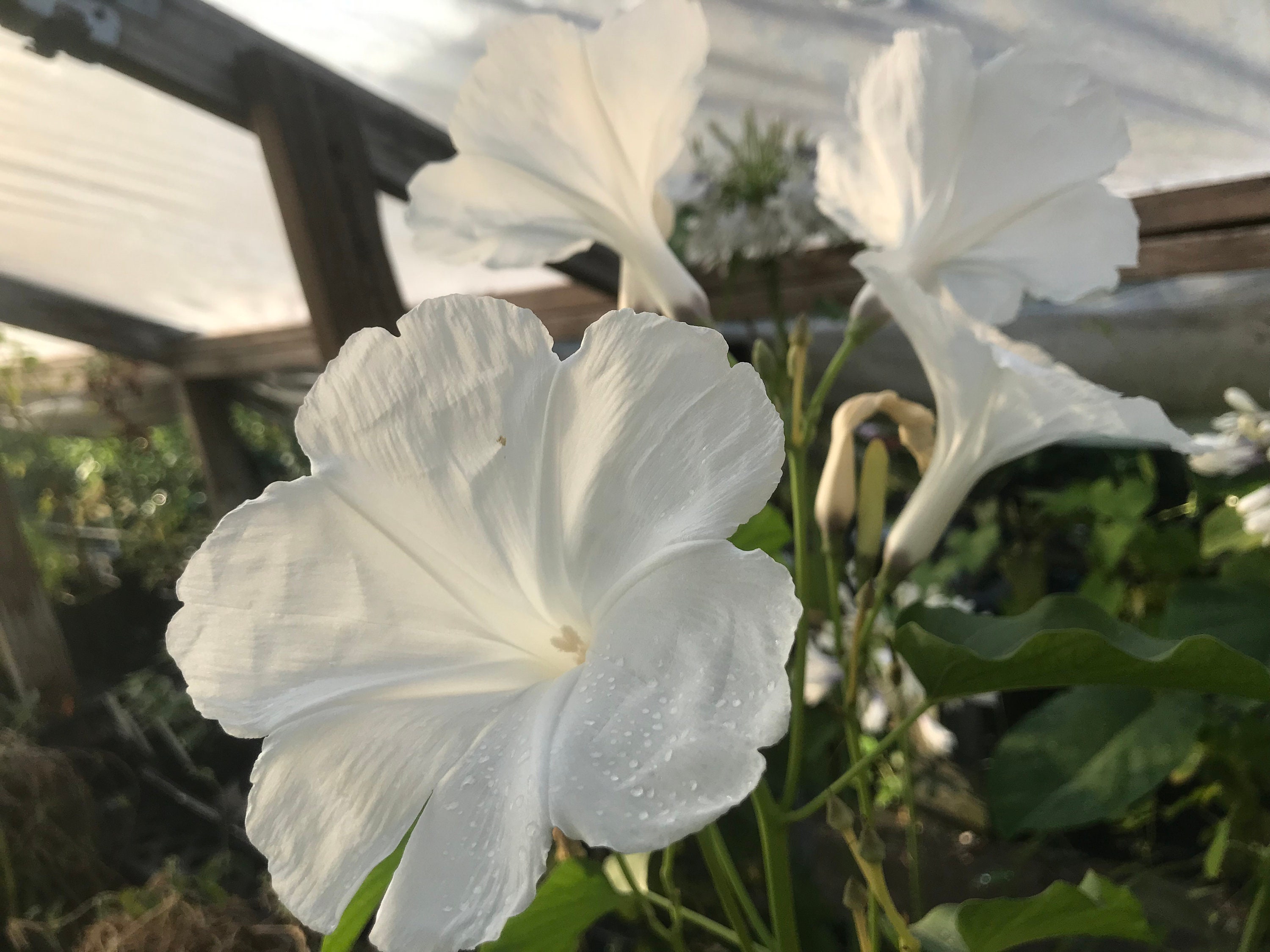 Morning Glory Ipomoea Carnea White Quart - Etsy