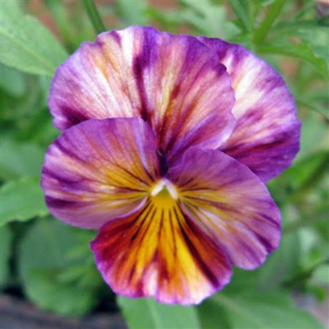 Viola Williamsiana Brush Strokes 10 Seeds Etsy