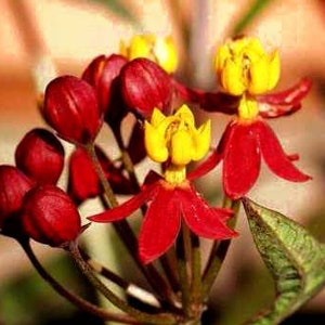 Asclepias curassavica Silky Deep Red Milkweed 10 seeds