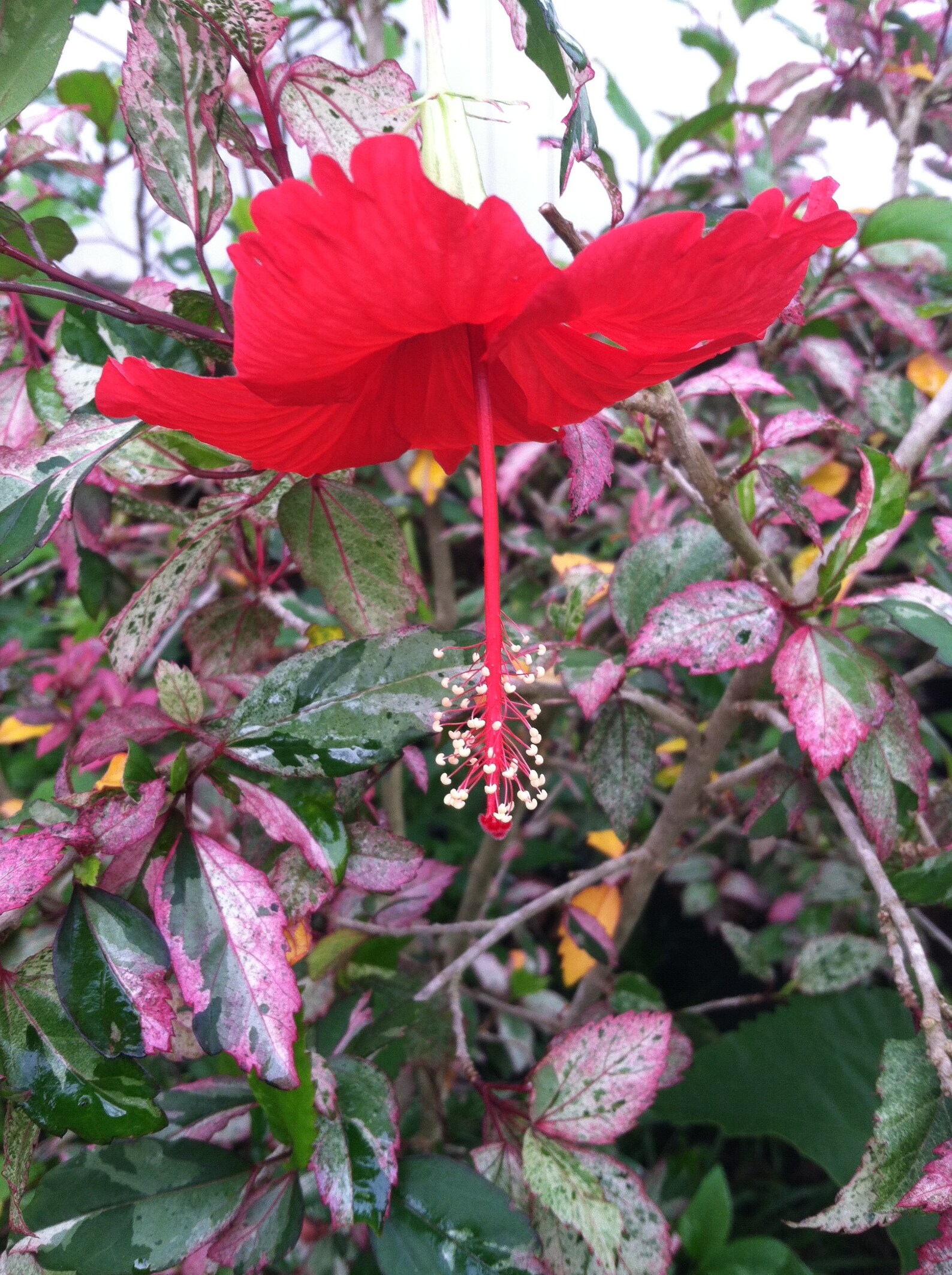 Hibiscus cooperii quart plant Etsy