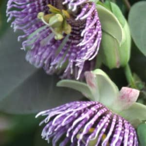 Passiflora Ligularis Sweet Granadilla 10 seeds