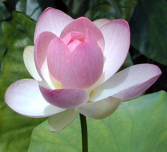 Nelumbo Nucifera Sacred Pink Lotus 8 Seeds - Etsy